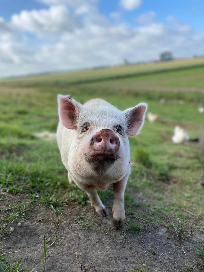 “In Oans Oefje” Parel In De Polder! Leilighet Lewedorp Eksteriør bilde